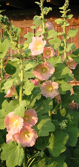 Hollyhocks