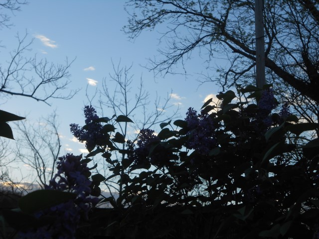 A Blue Champion Sky