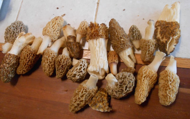 Champion Morels