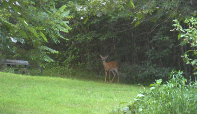 A Champion Deer