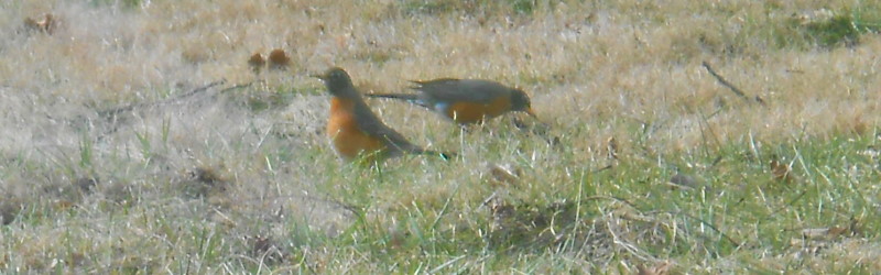Robins in the grass...