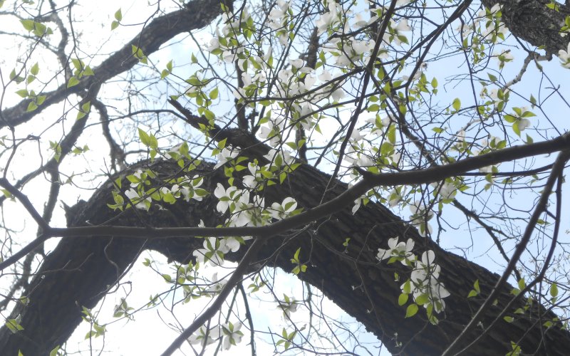 Champion Dogwoods