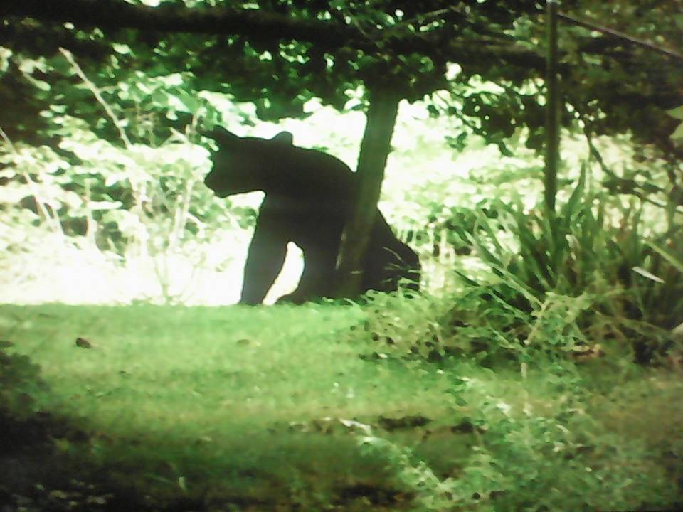 Judi's Bear