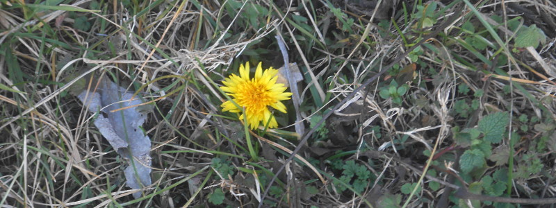 January Dandelion