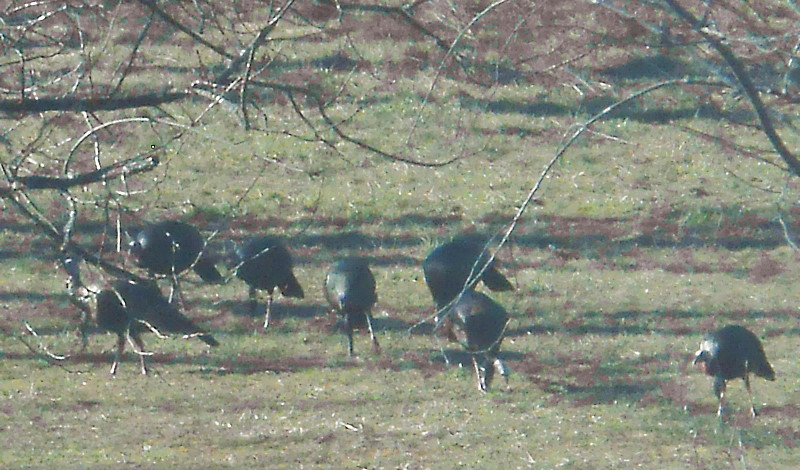 Champion Turkeys