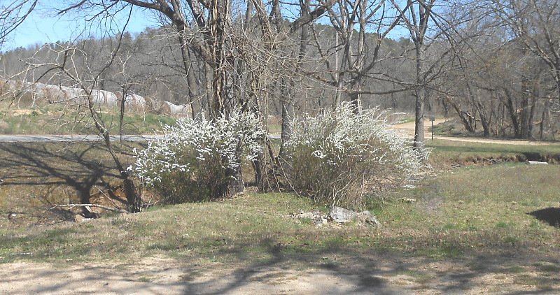 Champion Spirea