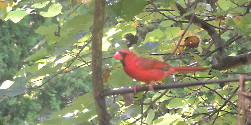 Cool Bird