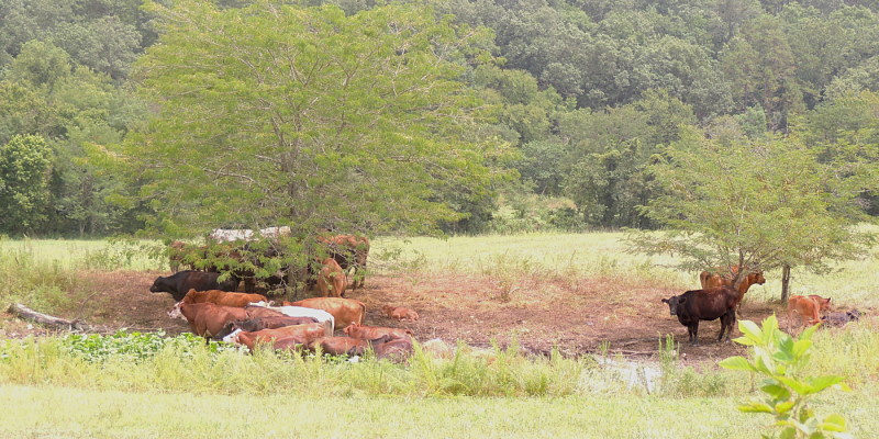 Hot Cows
