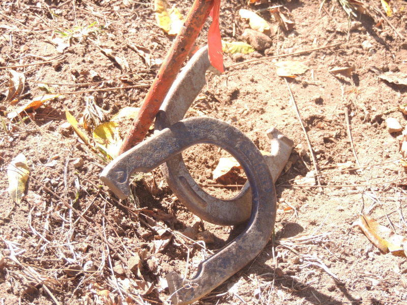 Champion Horseshoes