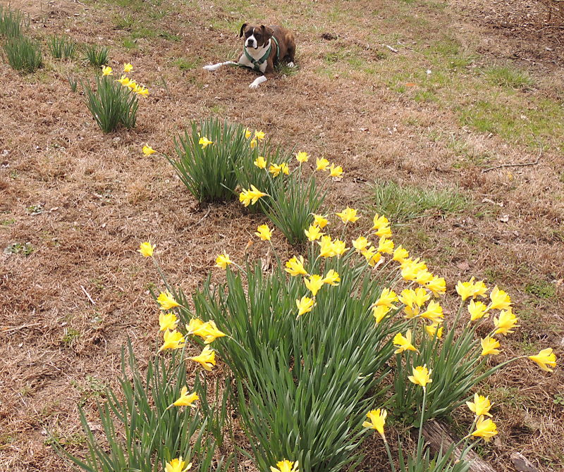Dog and Daffodils