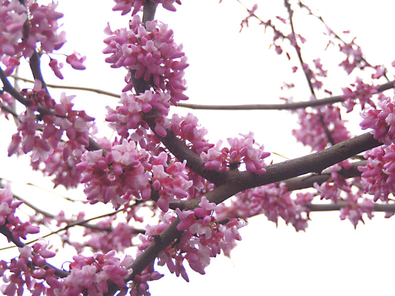 Champion Redbud