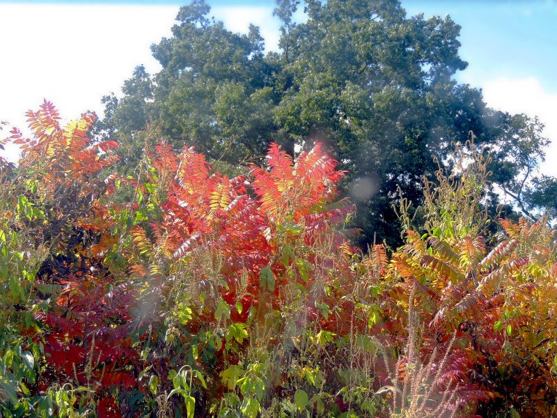 Champion Sumac