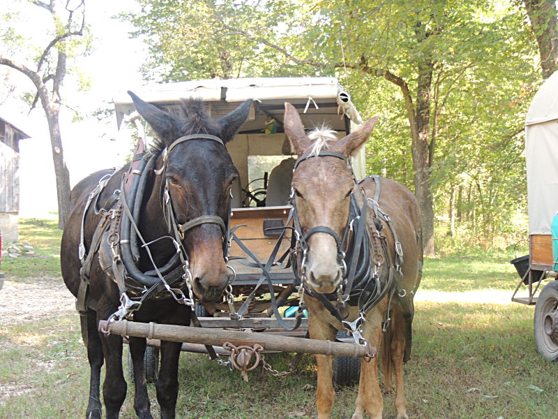 Wagons Ho!