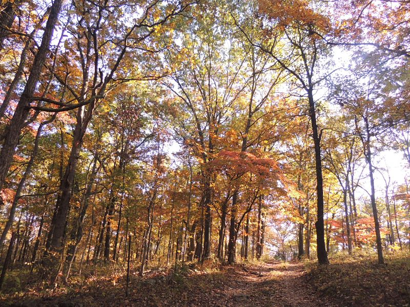 Fall Foliage