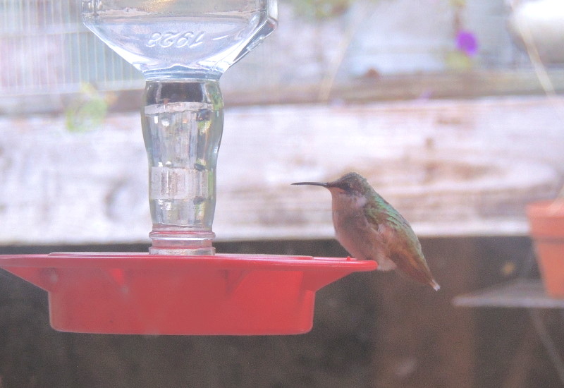 The Last Hummer of Summer
