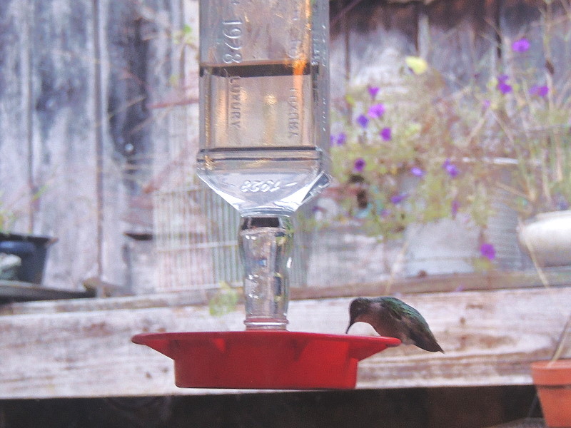 The Last Hummer