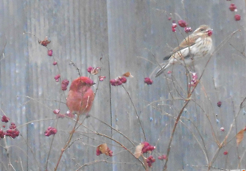 Champion Finches