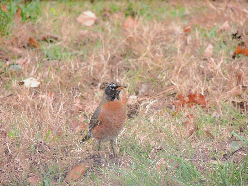 December Robins
