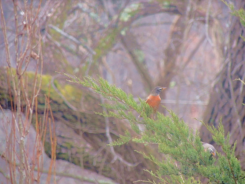 December Robins