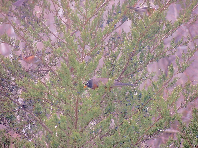December Robins