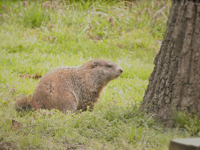 Champion Groundhog