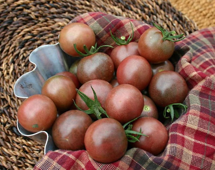 Chocolate Cherry Tomatoes