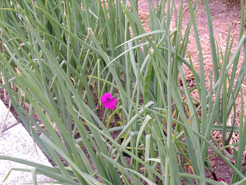 A lonely little petunia...