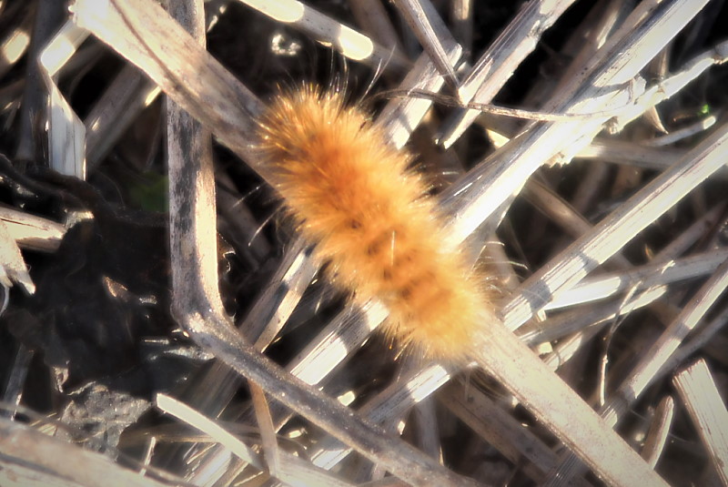 Woolybear Caterpillar