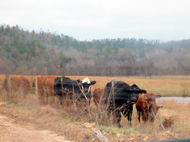 Cold Champion Cattle