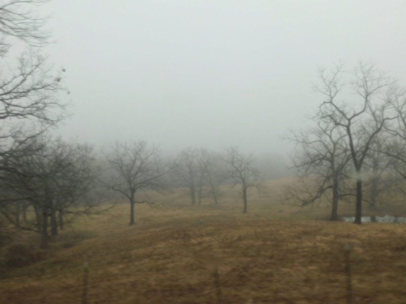 Champion Fog