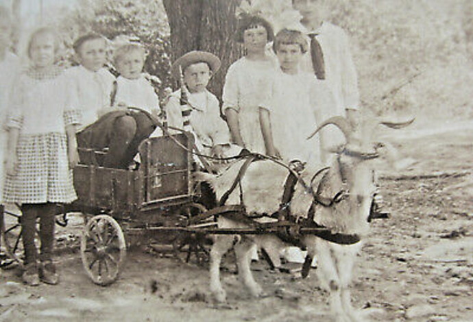 Goat Cart