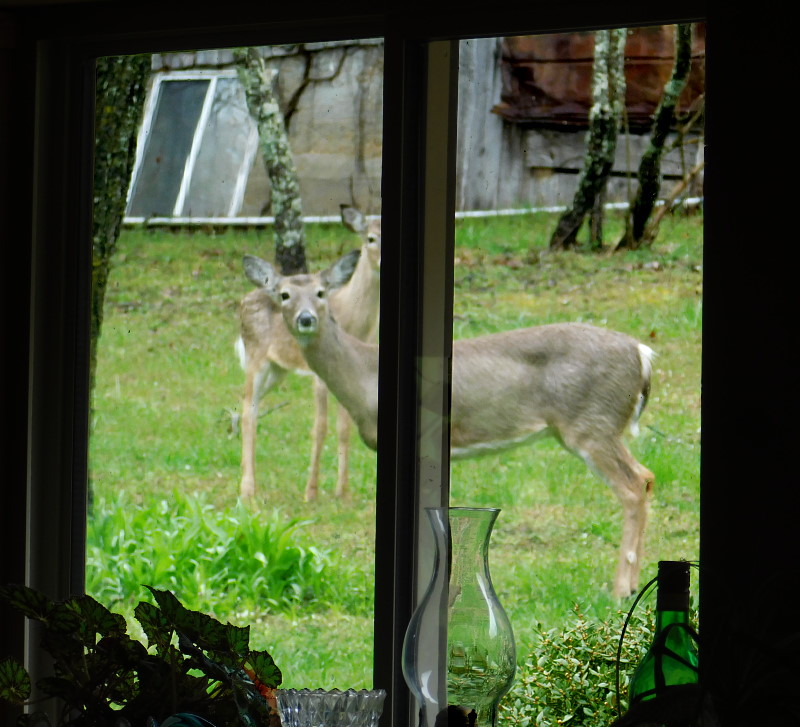 Champion Deer