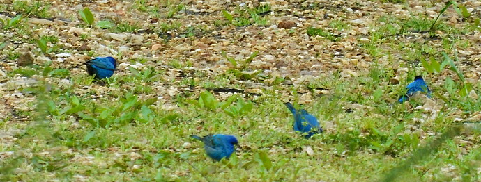Champion Indigo Buntings