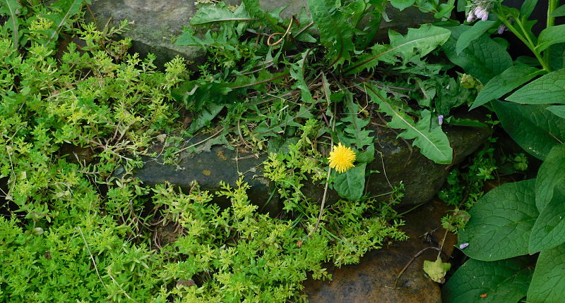 A Champion Garden