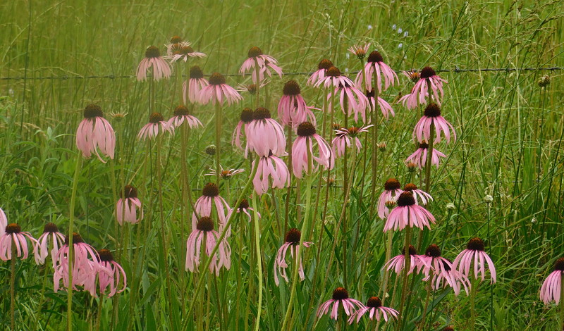 Champion Coneflowers