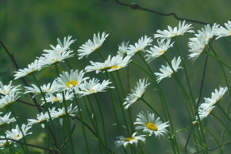Champion Daisies