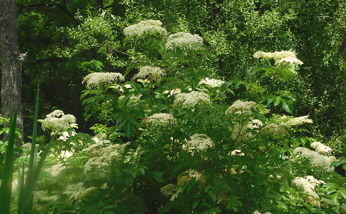 Champion Elderflowers
