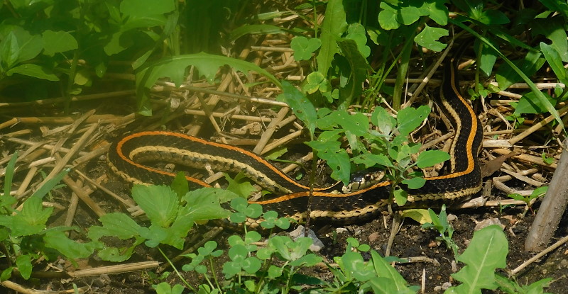 A Champion ribbon snake...