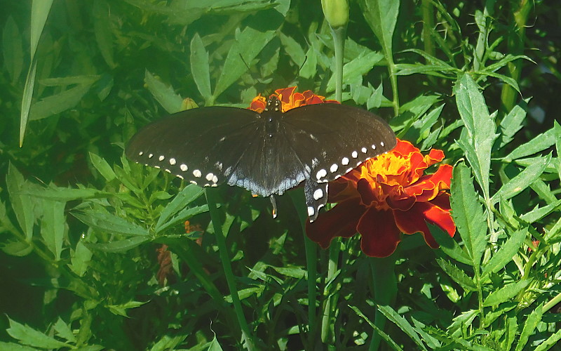 A Champion swallowtail drinking in a Champion marigold...