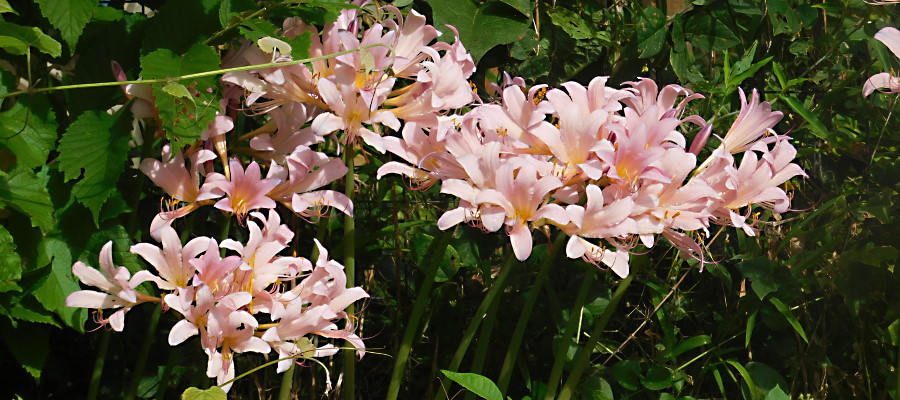 Surprise Lilies