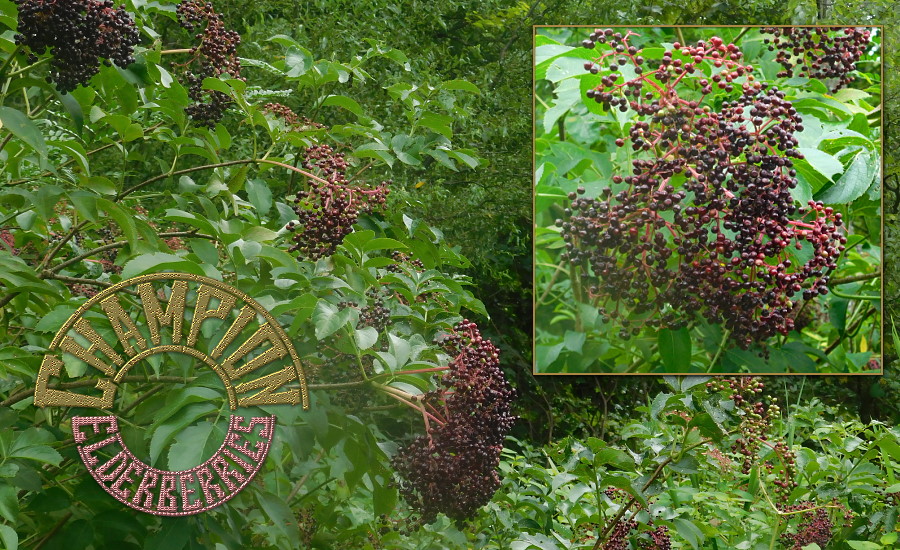 Champion Elderberries