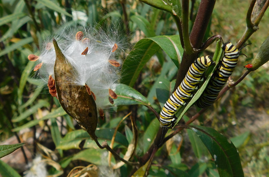 Monarchs with Milkweed and Silk