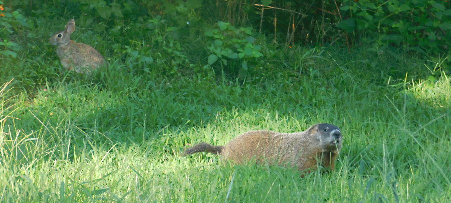 Wilbur and Friend