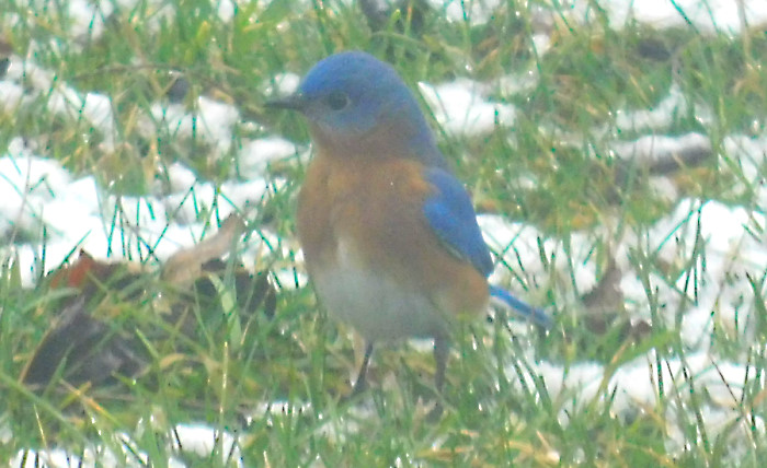 Champion Bluebird