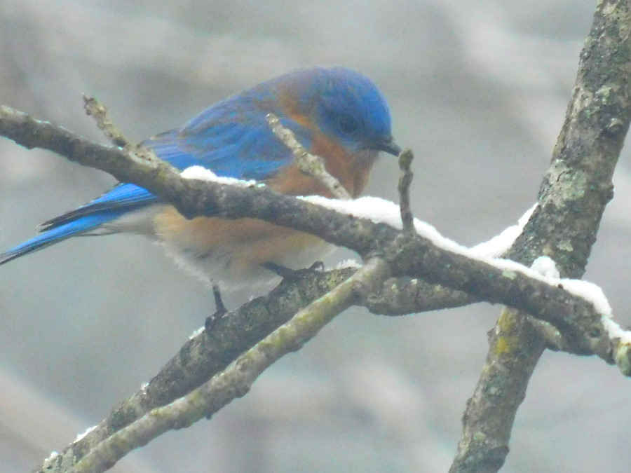 Champion Bluebird