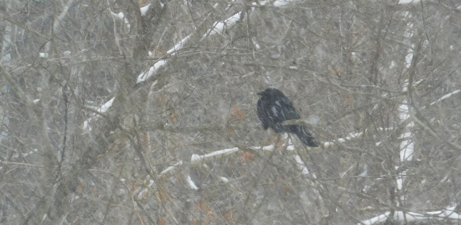 A crow in the snow.