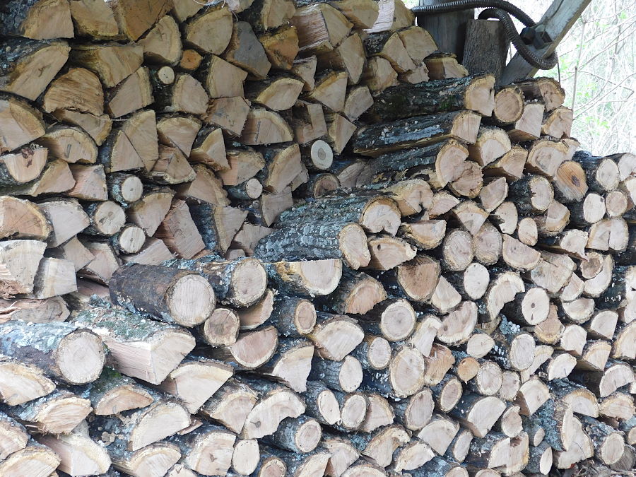 Champion Woods