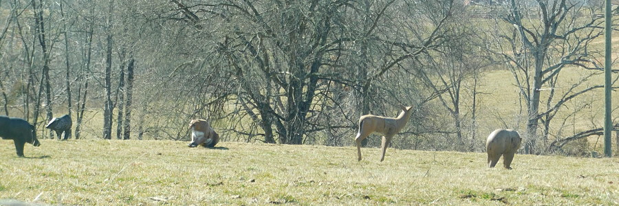Animal Effigies
