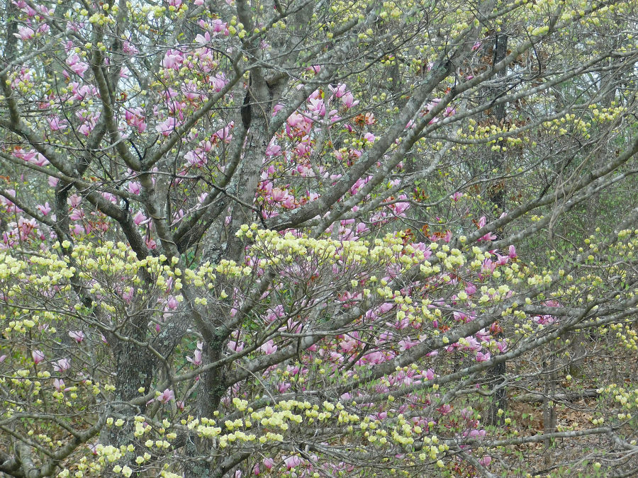 A Champion Spring