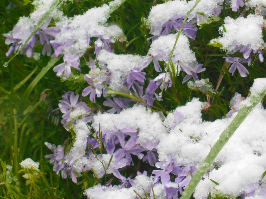 Frosted Phlox